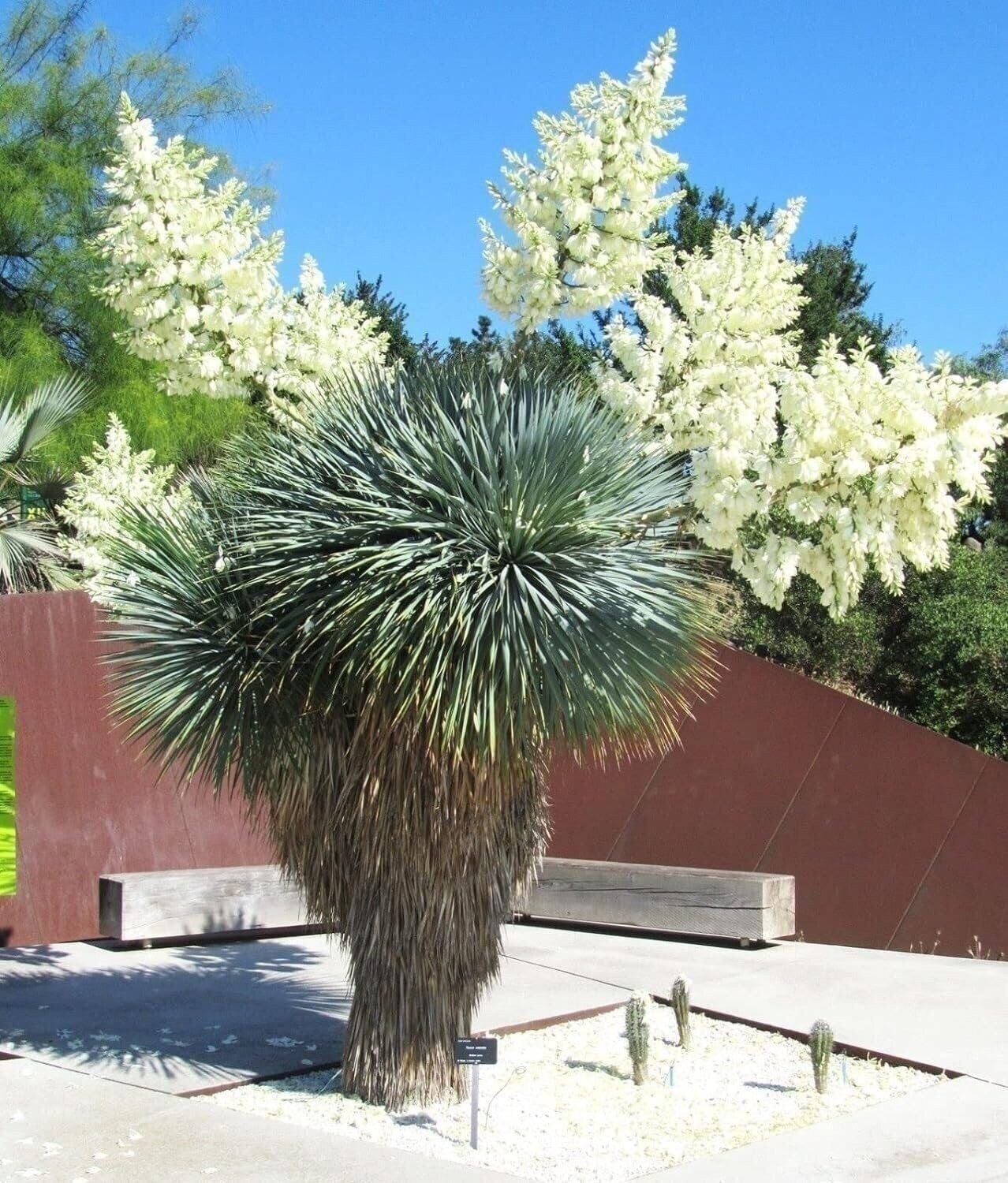 Silver Yucca – Live Plant in a 3 Gallon Growers Pot – Yucca Rostrata