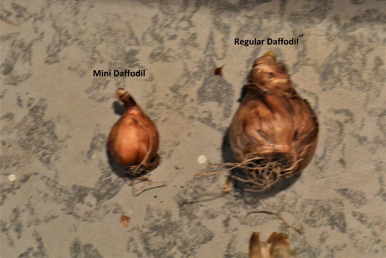 3 Miniature Daffodil BULBS ~ Mini Rock Gardens **Spring Planting
