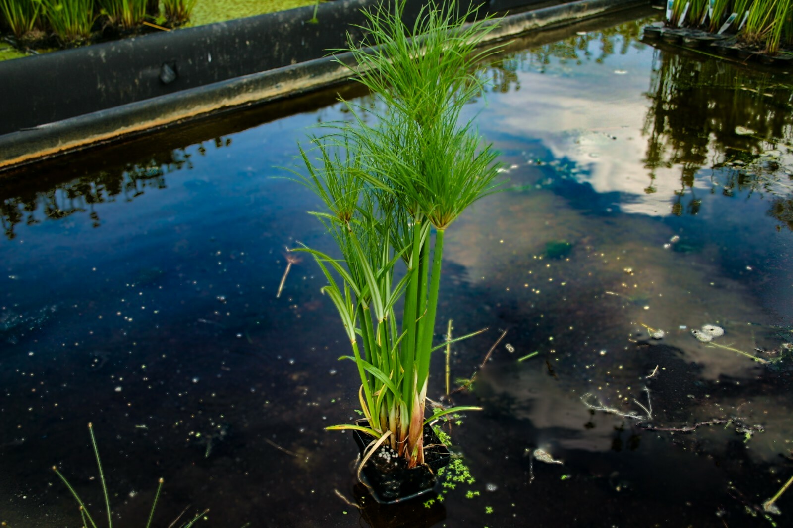 Live Dwarf Giant King Tut Papyrus Tropical Aquatic Marginal Pond/Bog Plant
