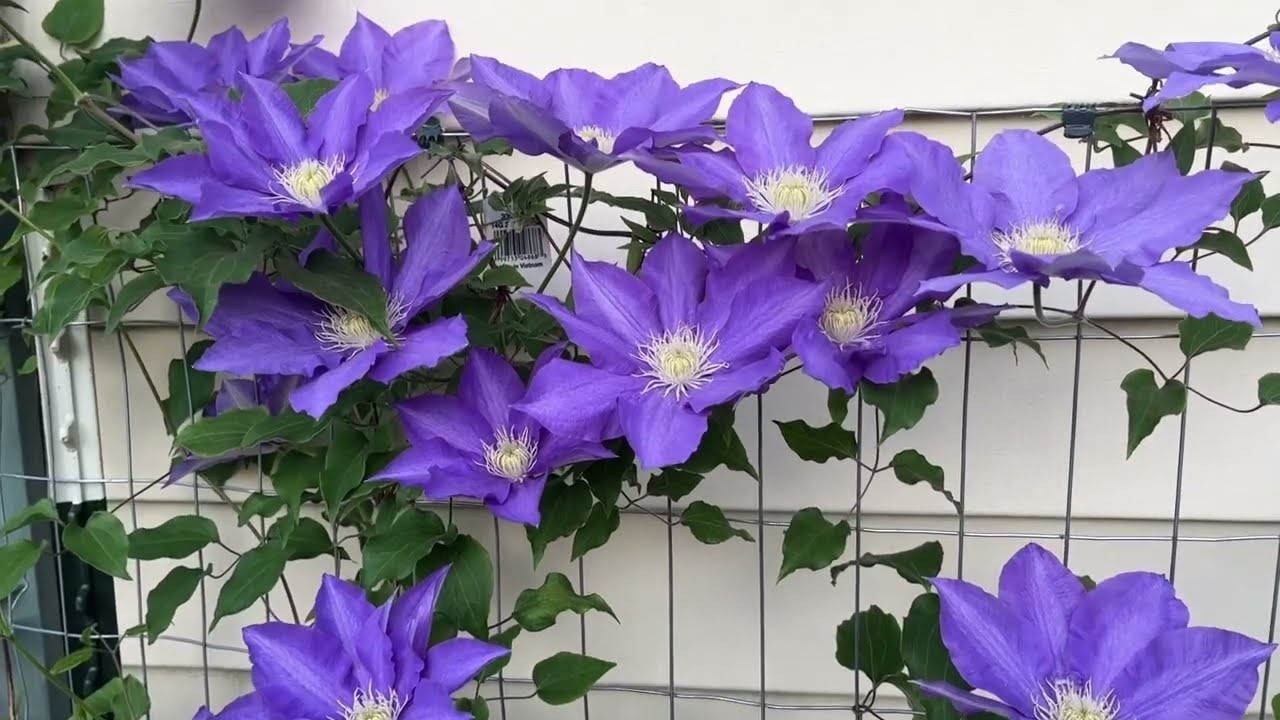 1 H.F Young Clematis Vine Live Starter Plant RootsOnly Huge Wedgewood Blue Bloom