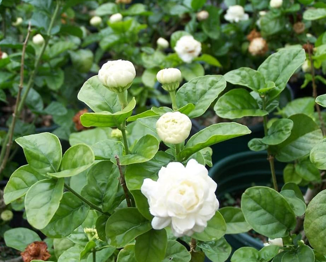 Arabian Jasmine Plant – 6-10″ Tall – 3.5″ Pot – Fragrant White Flowering Plant