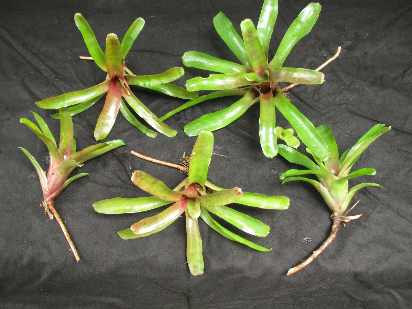 Branching Neoregelia Bromeliad – Green / Dark Red – Pack of 3