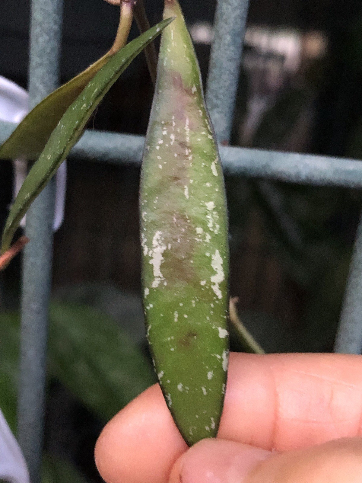 HOYA TANGGAMUS BAMBOO (ROOTED PLANT)