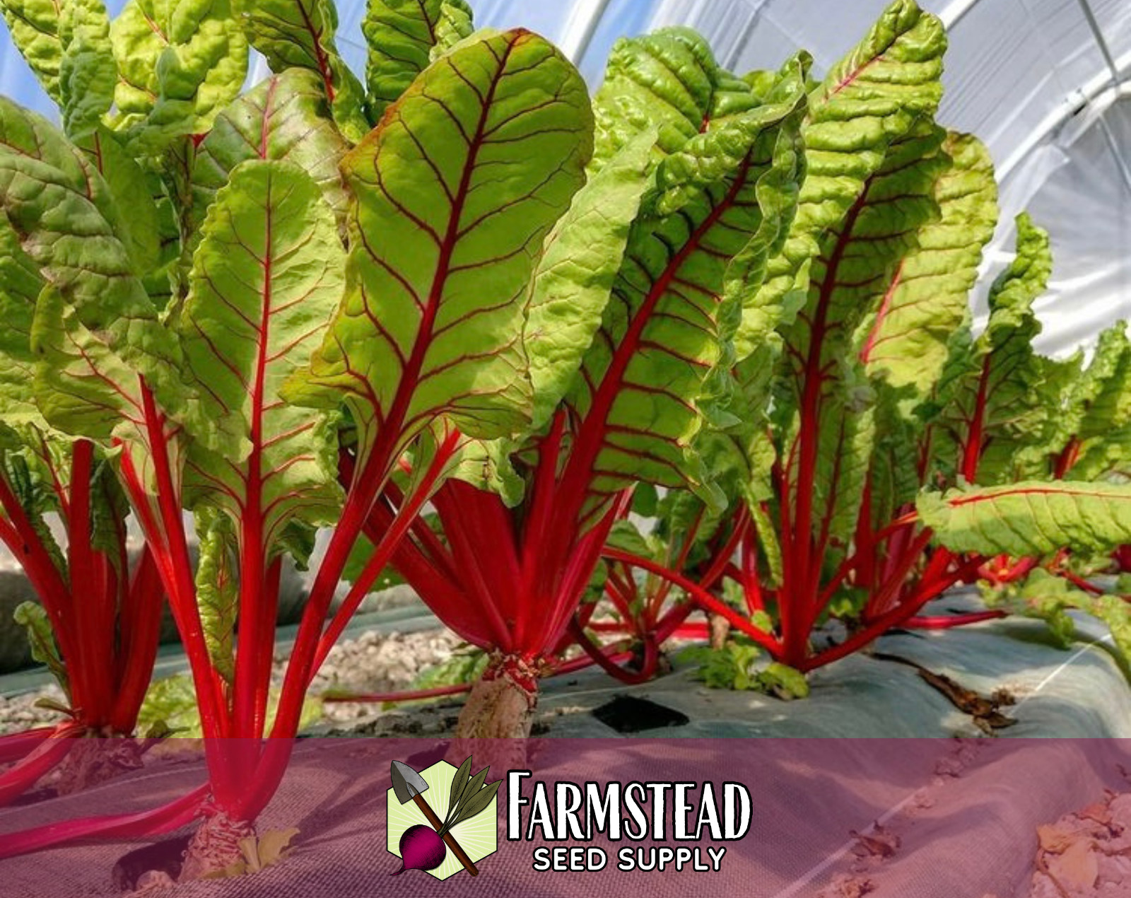400+ Swiss Chard Seeds [Red Ruby] Vegetable Gardening, Heirloom, Non-GMO, USA
