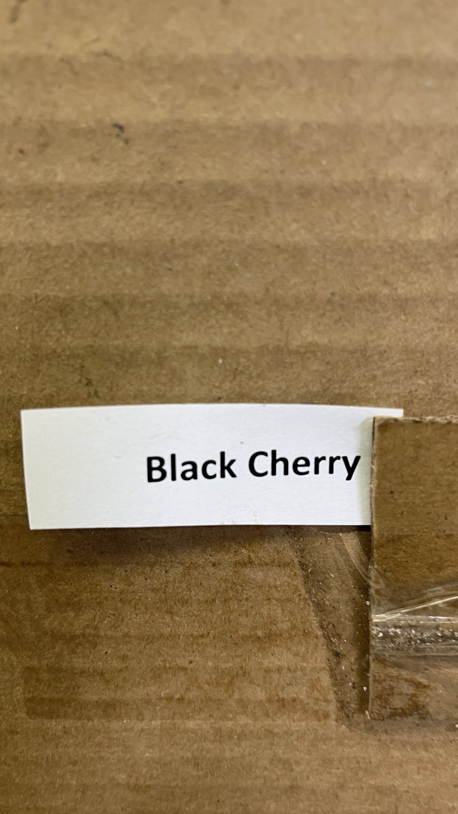 15-22” tall Black Cherry Tree Prunus serotina Bare-Root Live Plant