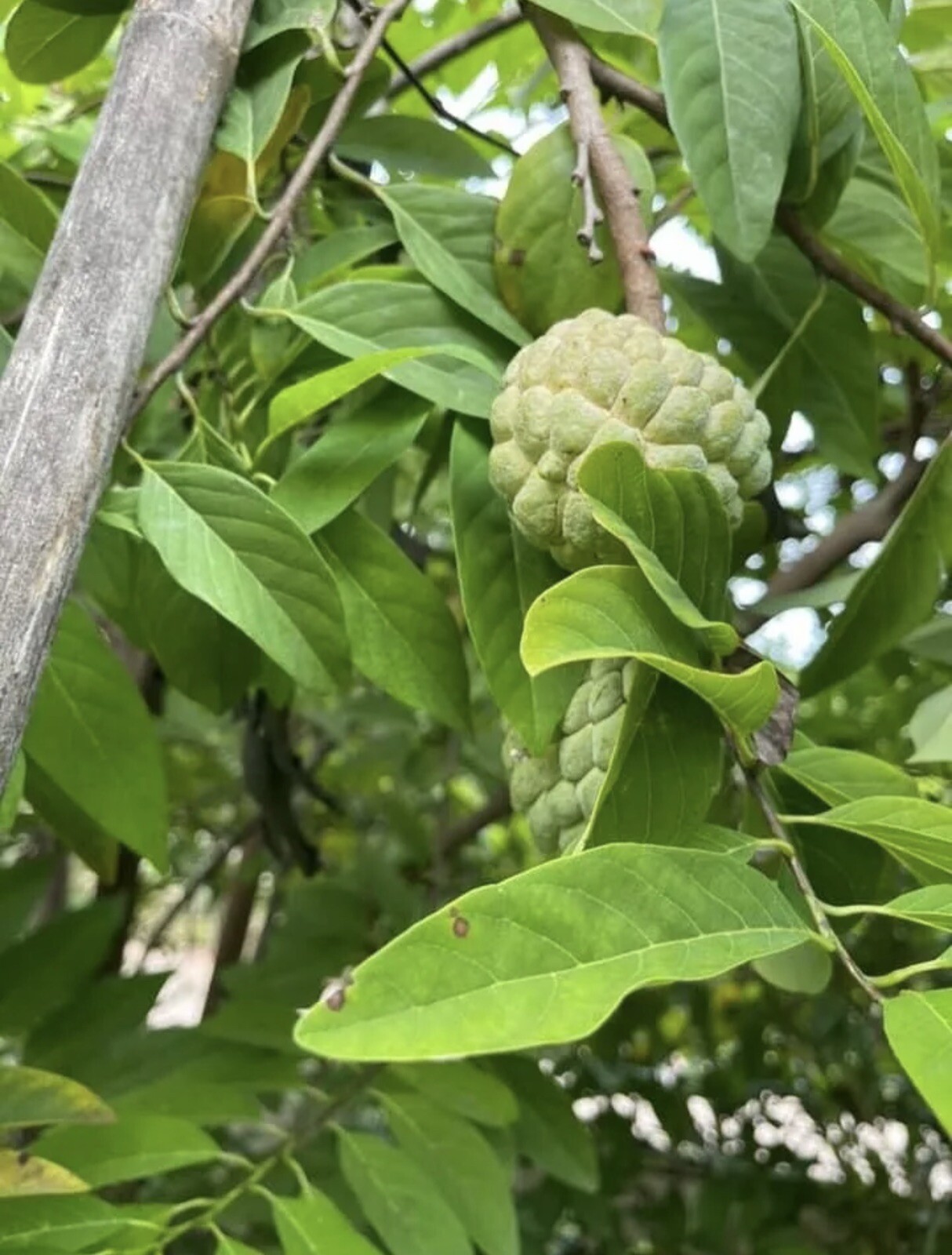 50 Sugar Apple Seeds, Custard Apple, Annona Squamosa, น้อยหน่าหนัง