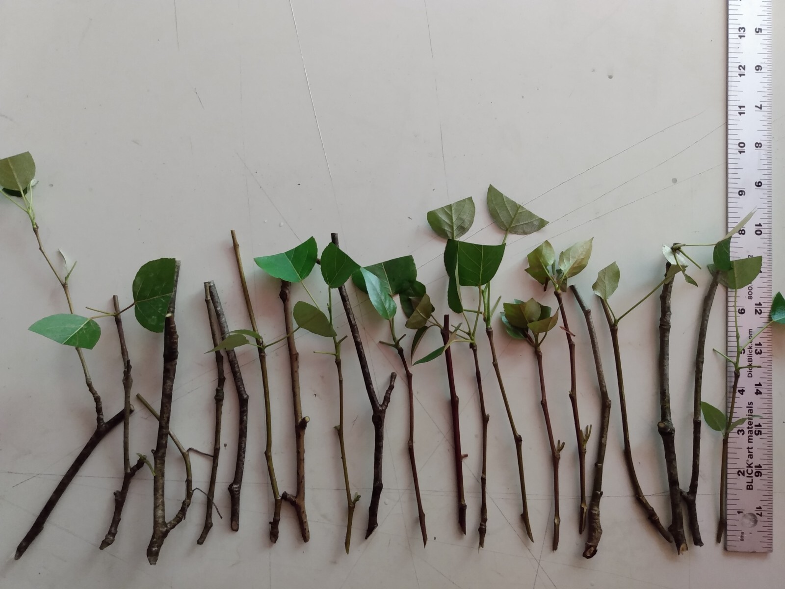 12 COTTONWOOD Cuttings LIVE PLANTS, GROW TREES Organic Natural native bonsai