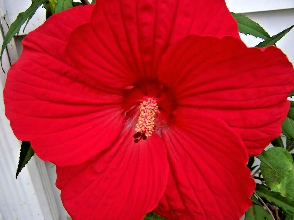 30 LUNA RED SWAMP MALLOW SEEDS – Hibiscus moscheutos ‘Luna Red’