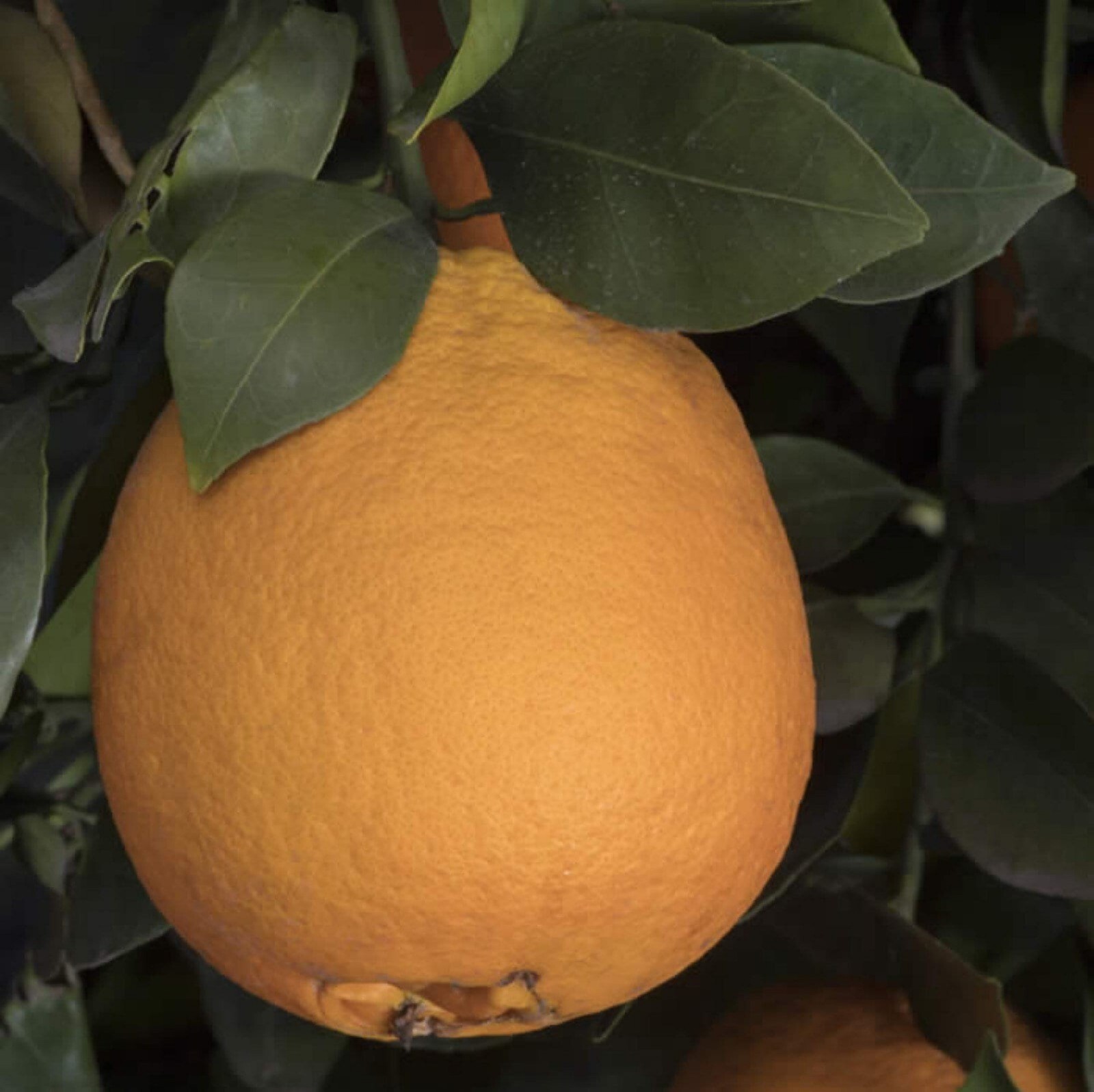 California only! Newhall Navel Semi-Dwarf Orange 1-2 feet tall, grafted
