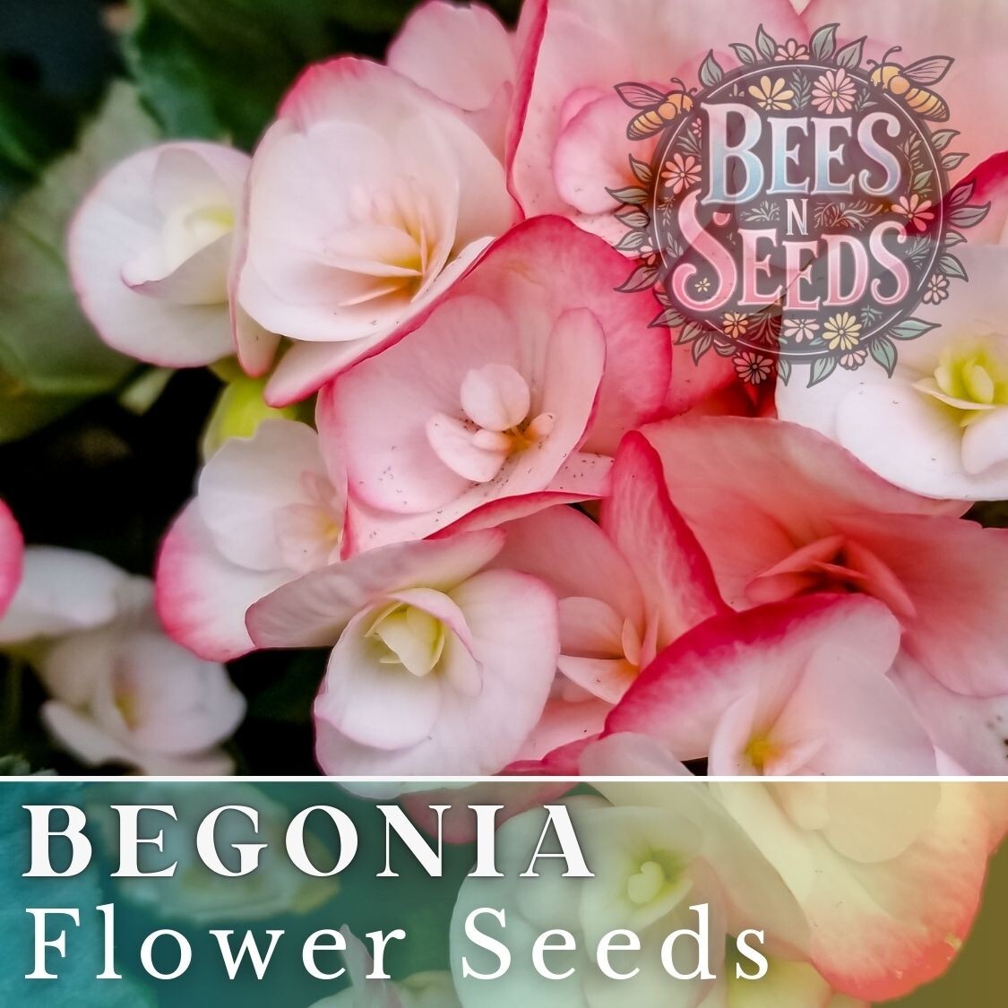 Blush Bouquet Mix Begonia Seeds 45 or 125 Seeds Flower, Flower Seeds, Non GMO