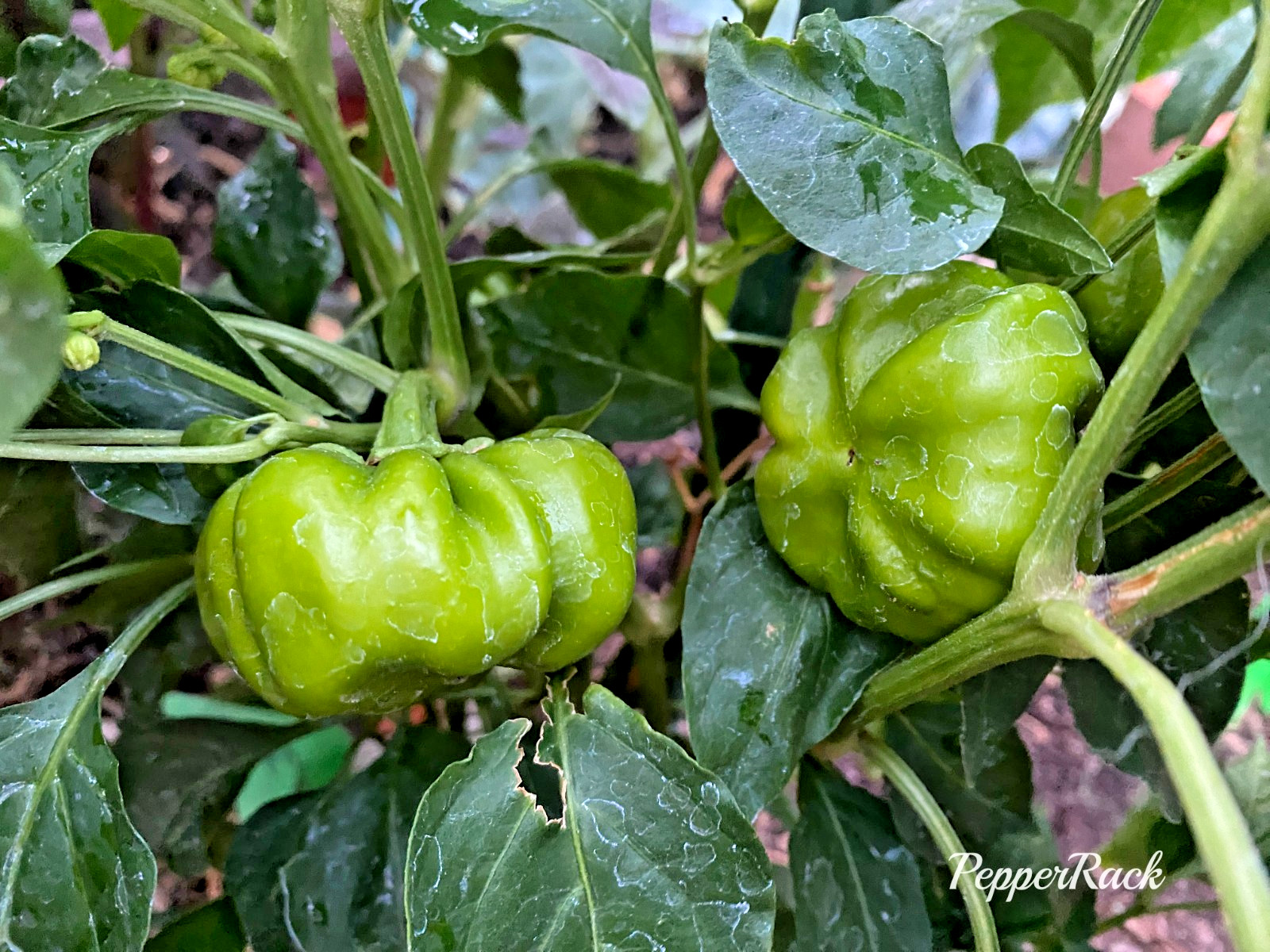 RARE✿ NEW! Italian Heirloom Ralph Thomson’s Squash Hot Pepper 15+ Seeds