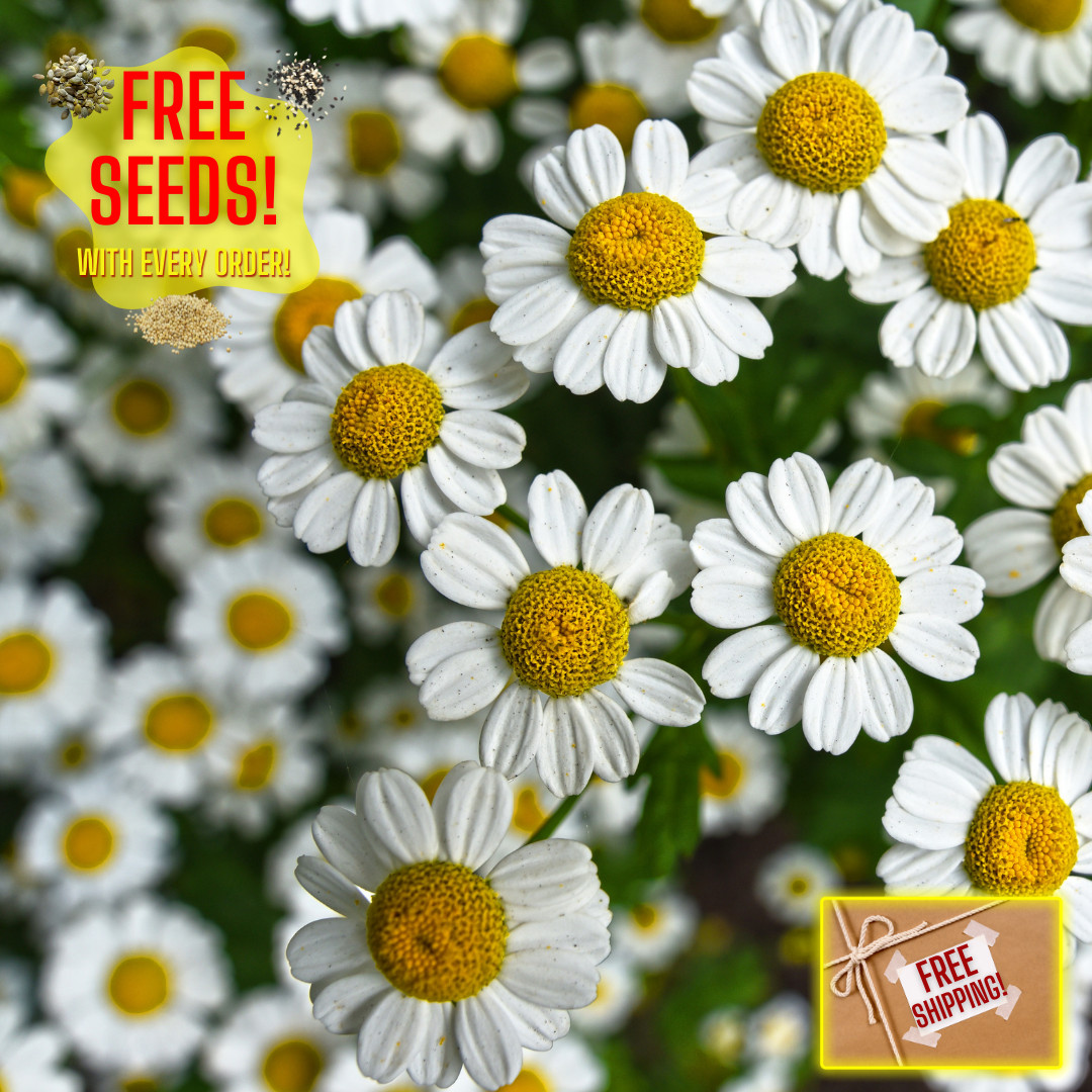 Fresh German Chamomile Seeds | Herbal Tea | Heirloom Non-GMO | Flower Seeds