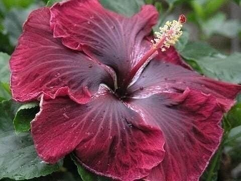 Hibiscus Cajun Color Black Dragon, Starter Plant