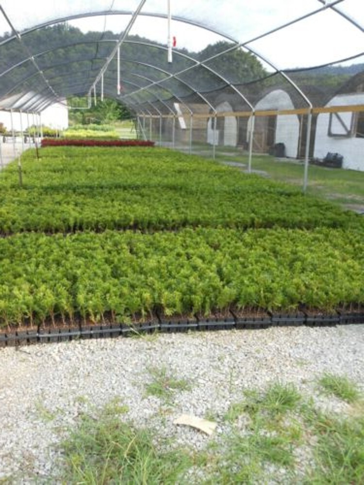 Arborvitaes Thujas Plicata 6-12″ Tall 10 Green Giant Gardens Live Plant 2.5″ Pot