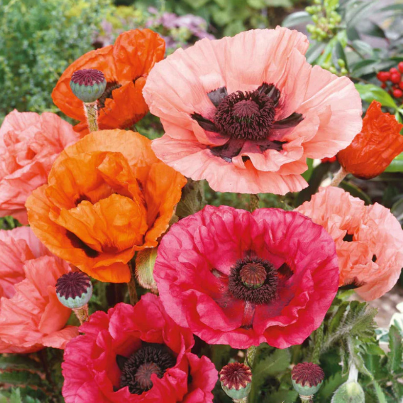 Poppy ORIENTAL Mixed Colors Perennial Cottage Garden Spring Blooms 1000 Seeds!