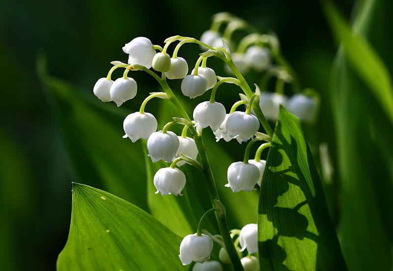 10 Lily-of-the-valley, May bells, Our Lady’s tears, Mary’s tears root stock