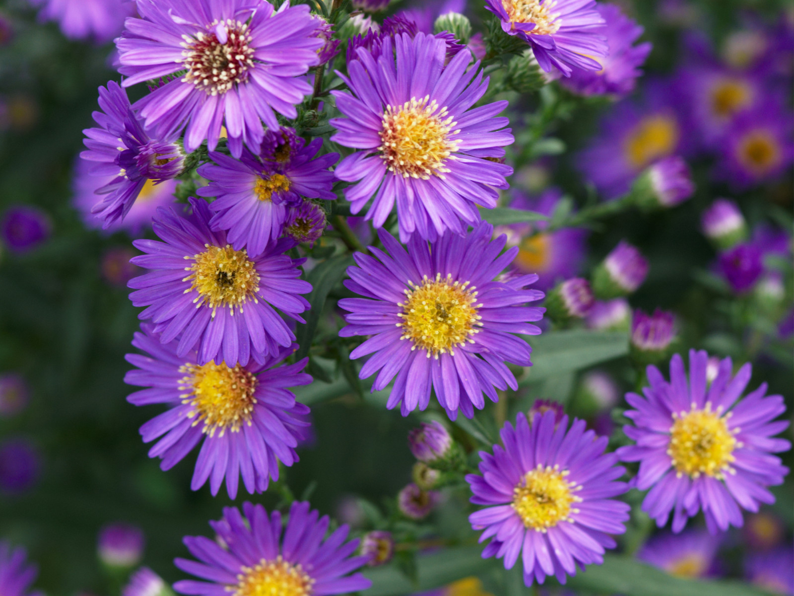 100 Seeds| Swan River Daisy Mix Seeds #N014