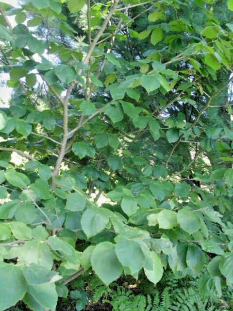10 GEORGES WITCH HAZEL SEEDS – Hamamelis × intermedia