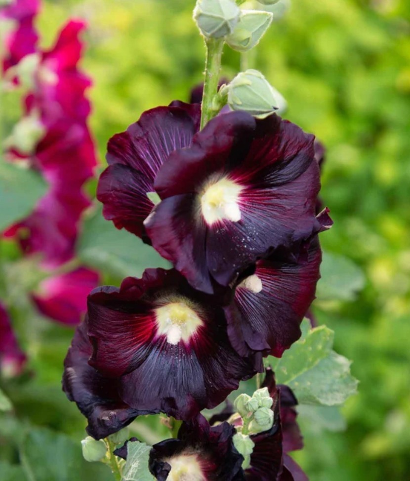30+ Nigra Black Hollyhock Hollyhock Seeds **Fresh Seeds** ~~Free Shipping~~