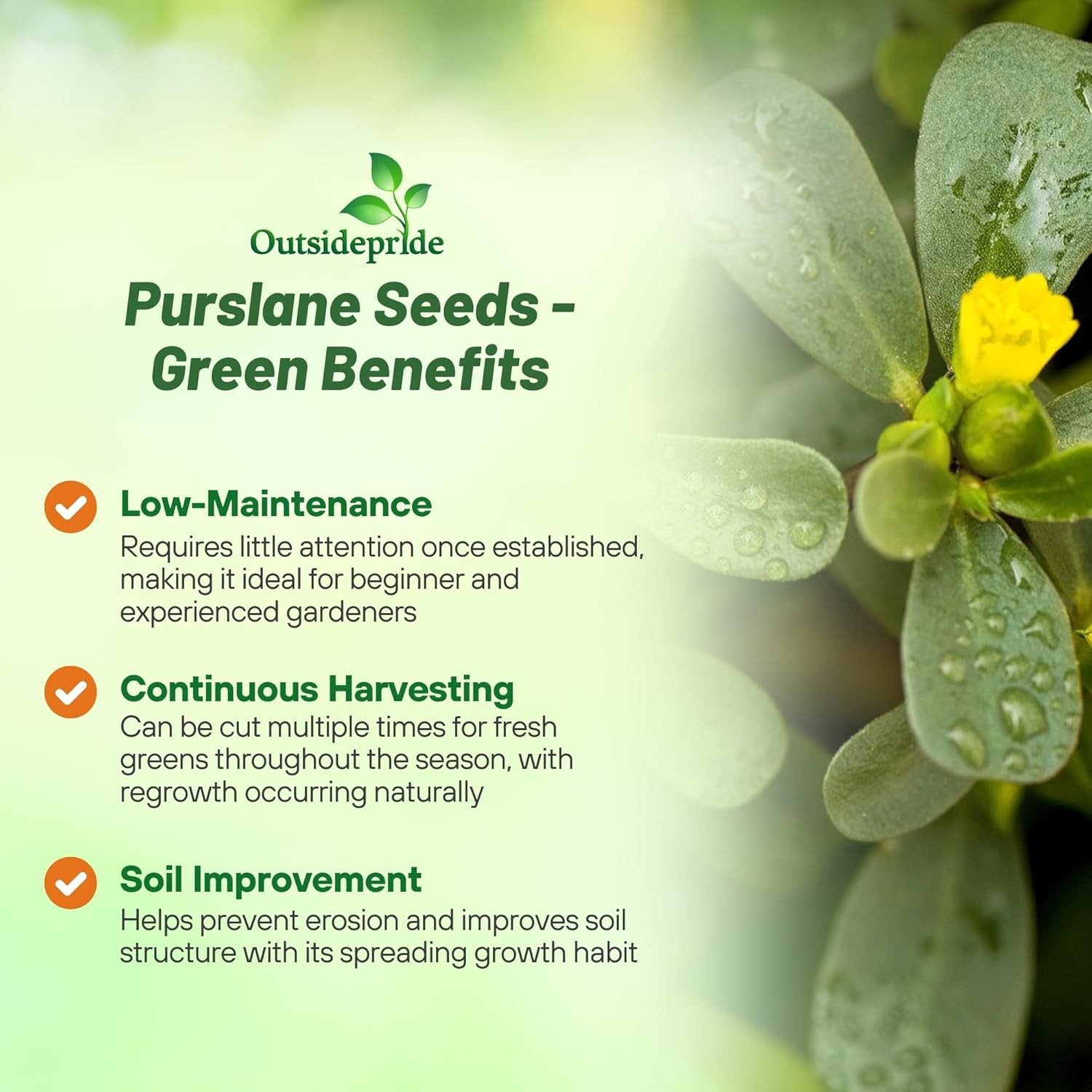 10000 Seeds Portulaca Green Purslane Herb Garden Plant Seeds
