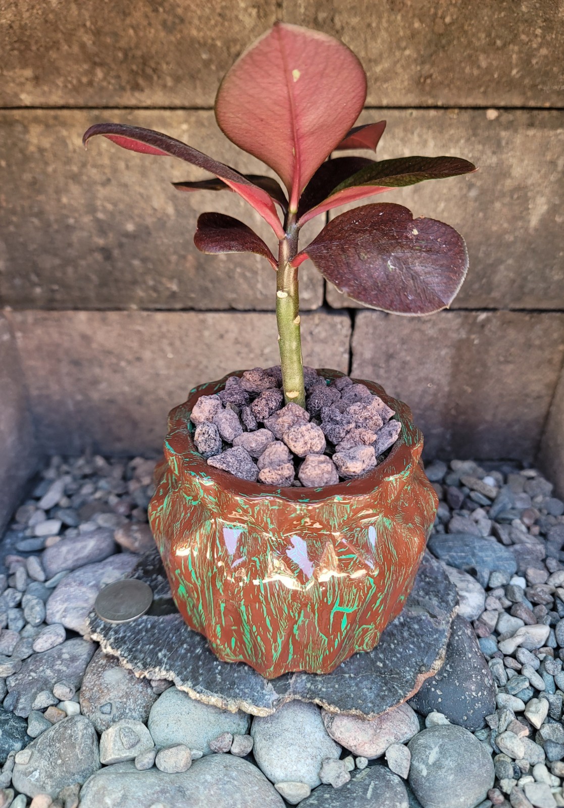Live Rooted Euphorbia Grantii Var. Rubra Succulent In 4×3.25″ Handmade Pot