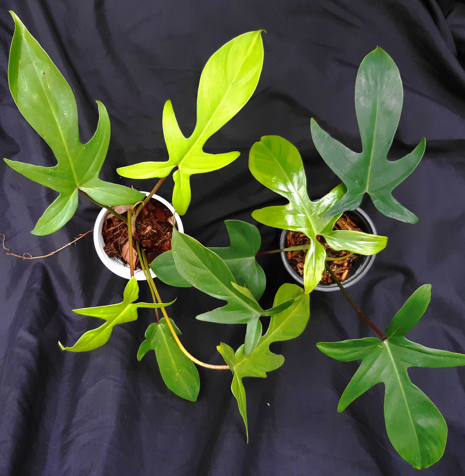 FLORIDA GREEN Philodendron – Red Stem – 6″- 8″ Fully Rooted – Free Shipping!!