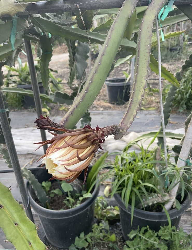 Mature cuttings of “BLACK AFRICANIS” 14-18 inch long!