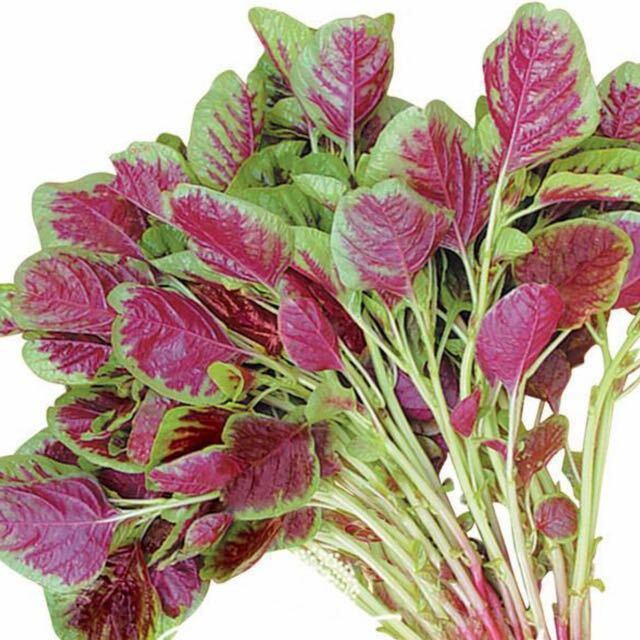 300+Red Amaranth Red stripe leaf Chinese Spinach seeds Yin Cho Callaloo USA