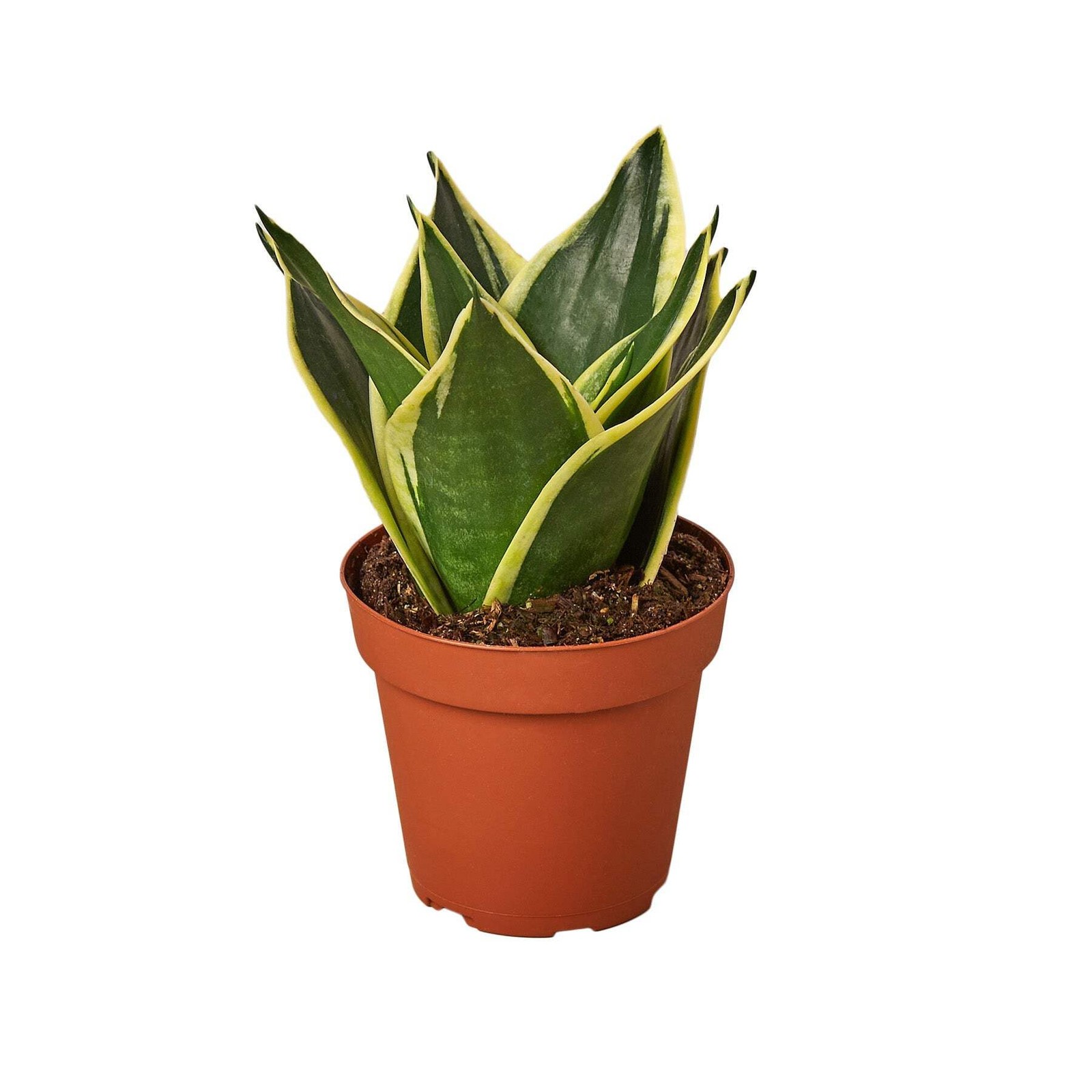 Snake Plant Black Gold – Nursery Pot 4-inch | Live Plant for Indoor & Outdoor