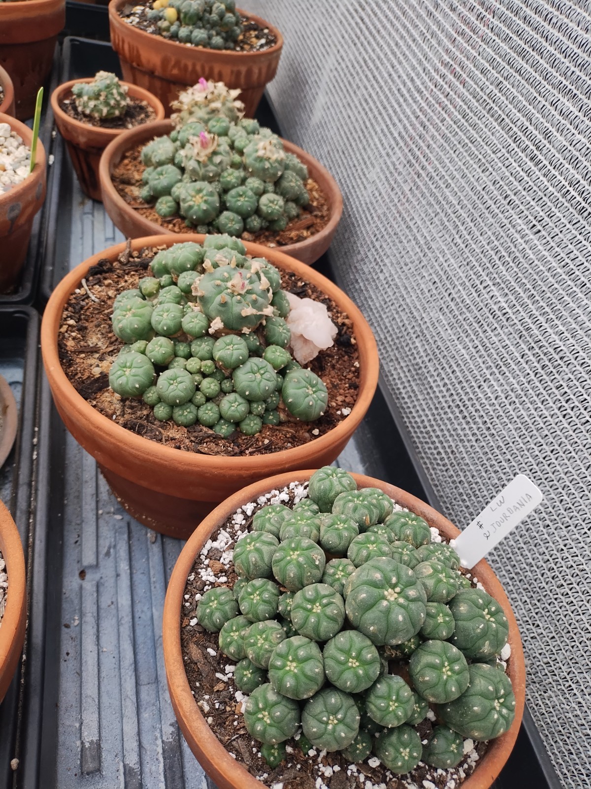 Cactus And Succulent Pesticide, Safe For People And Pollenators. Starkle G