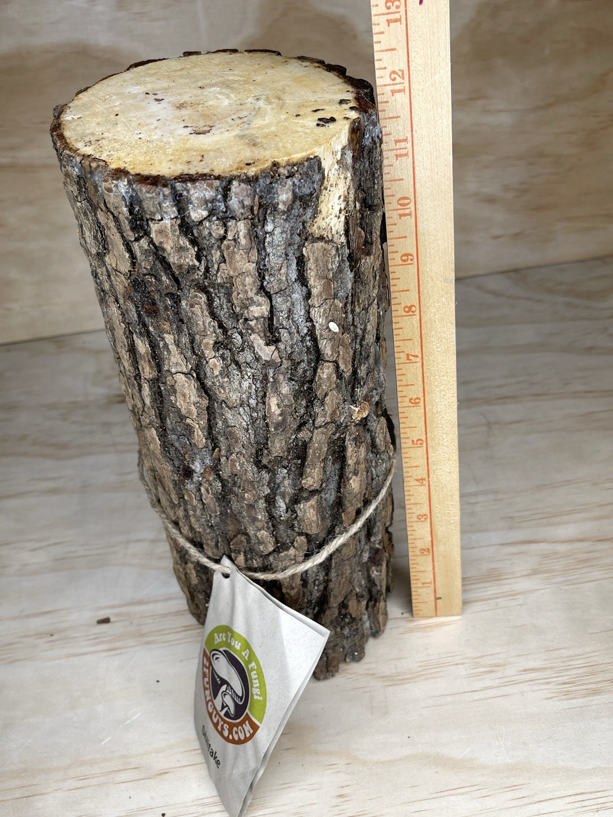 2FUNGUYS 12” MUSHROOM LOG shiitake Brand new never used