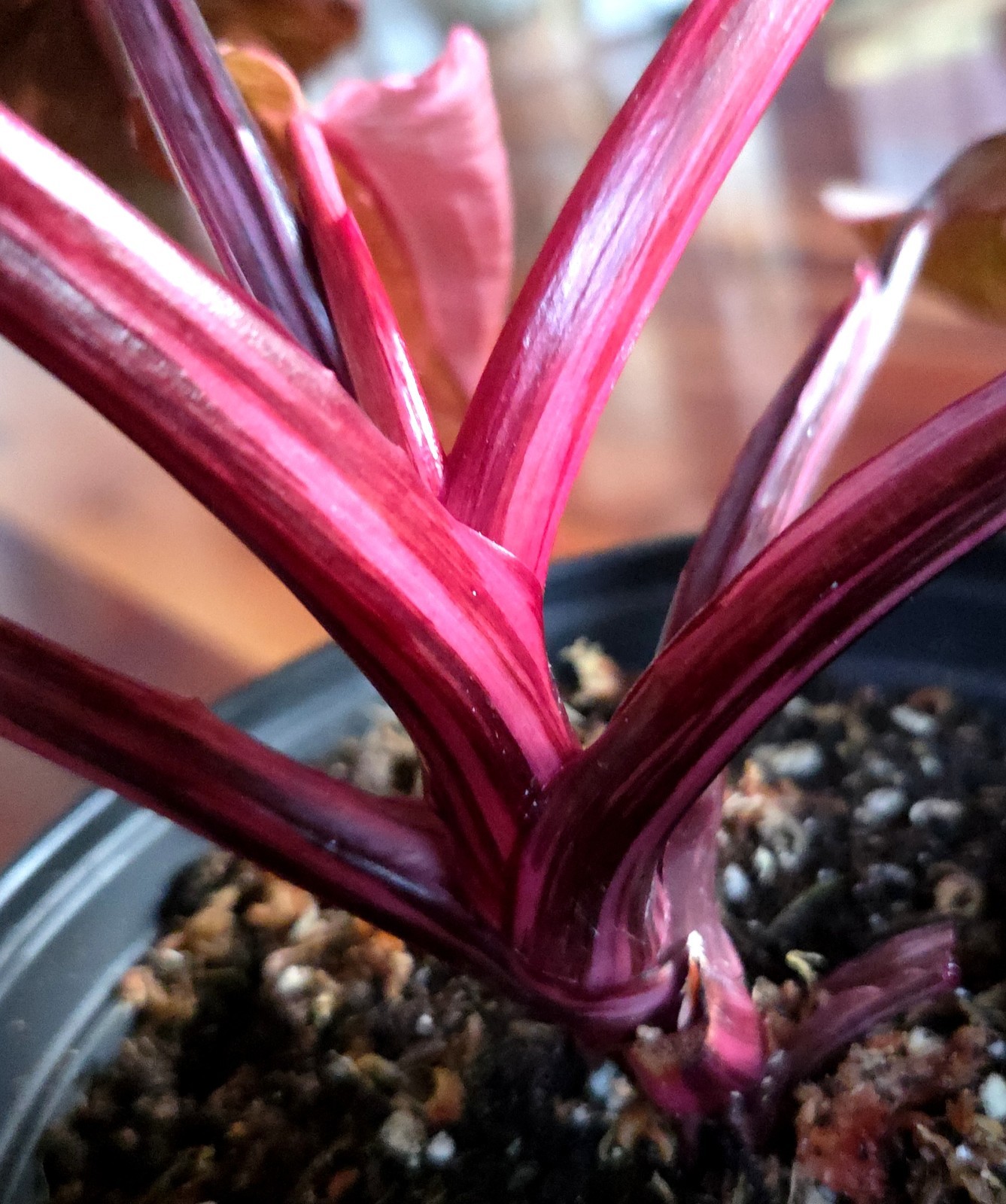 Rare Philodendron Dark Cherry Princess Galaxy 15″ Wide Not Monstera Anthurium