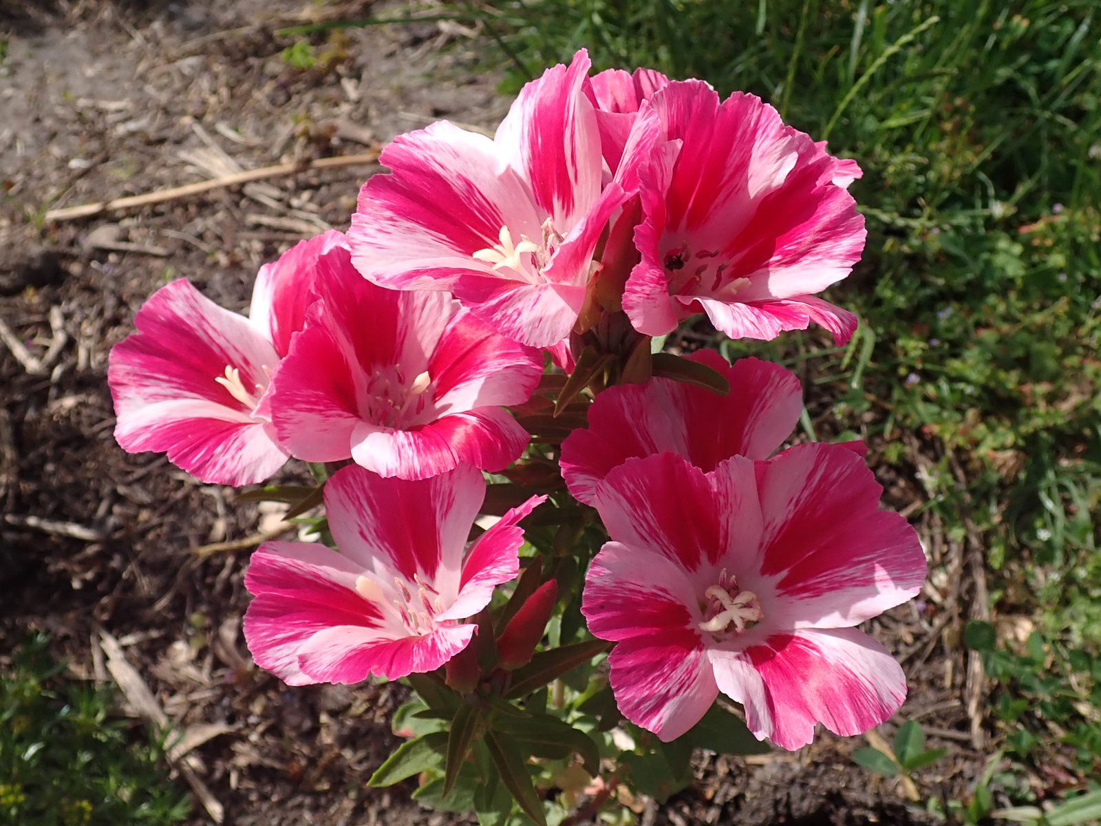 2,000 CLARKIA AMOENA Seeds (Dward Farewell to Spring) | Free shipping