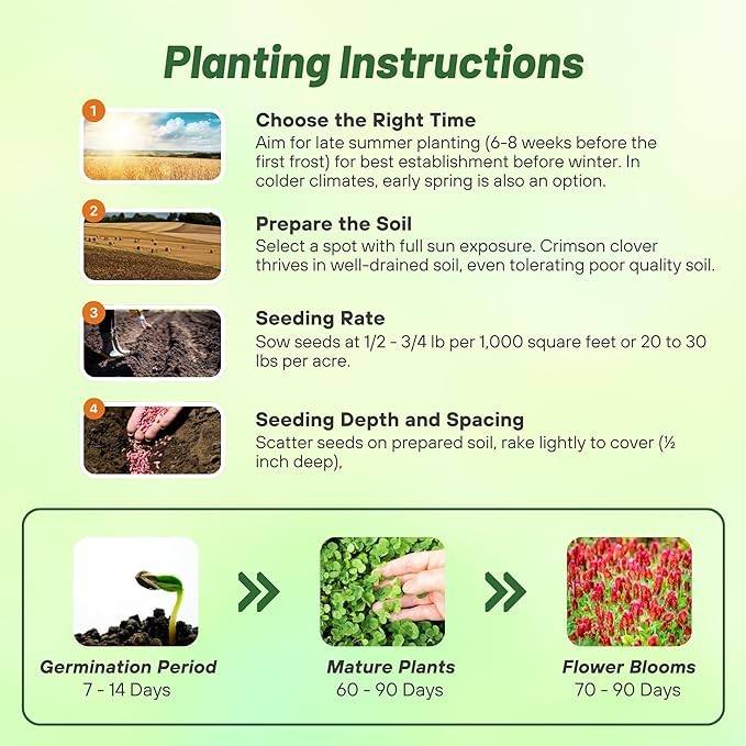2 LBS – Inoculated Bulk Crimson Clover Seed For Planting Pastures, Cover