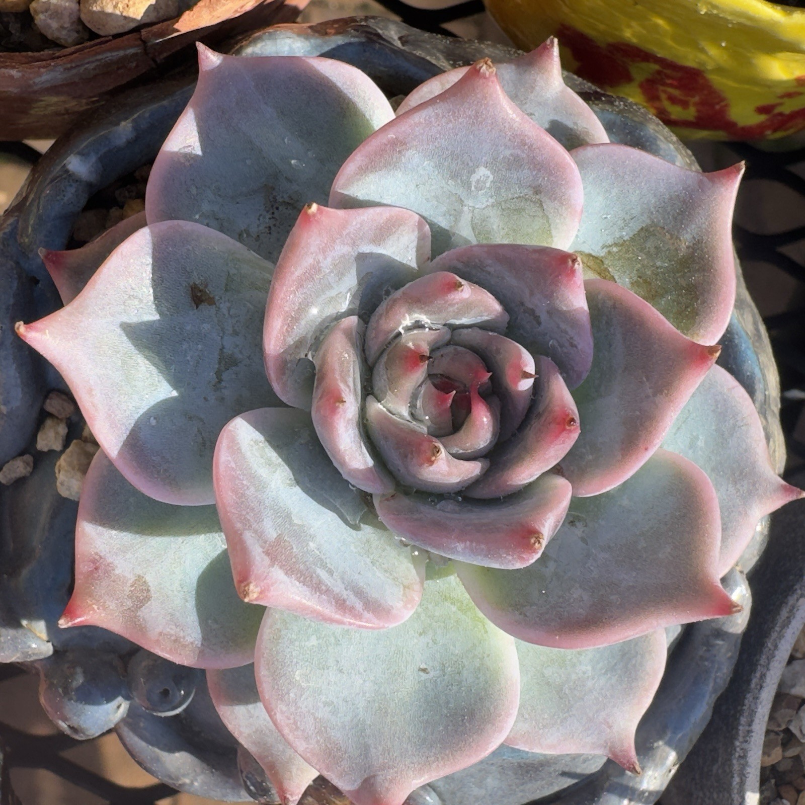 Echeveria Pikachu’ Rare Succulent