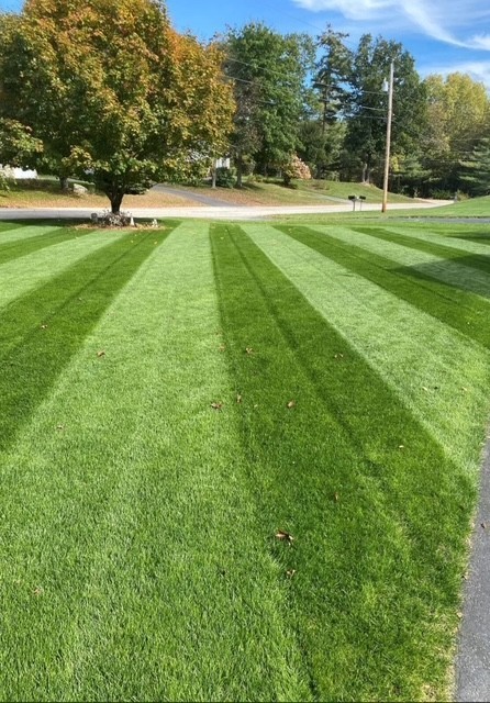 Kentucky Bluegrass Blend- Top Elite Low Mow Varieties. Blue tag. 10 LB BAG