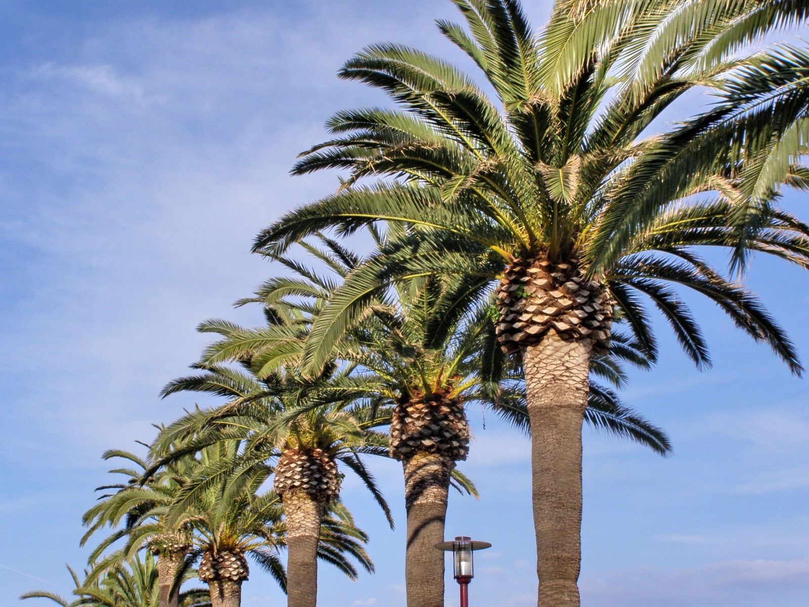 Phoenix Canariensis(Pineapple Palm) Palm Tree (1 count)
