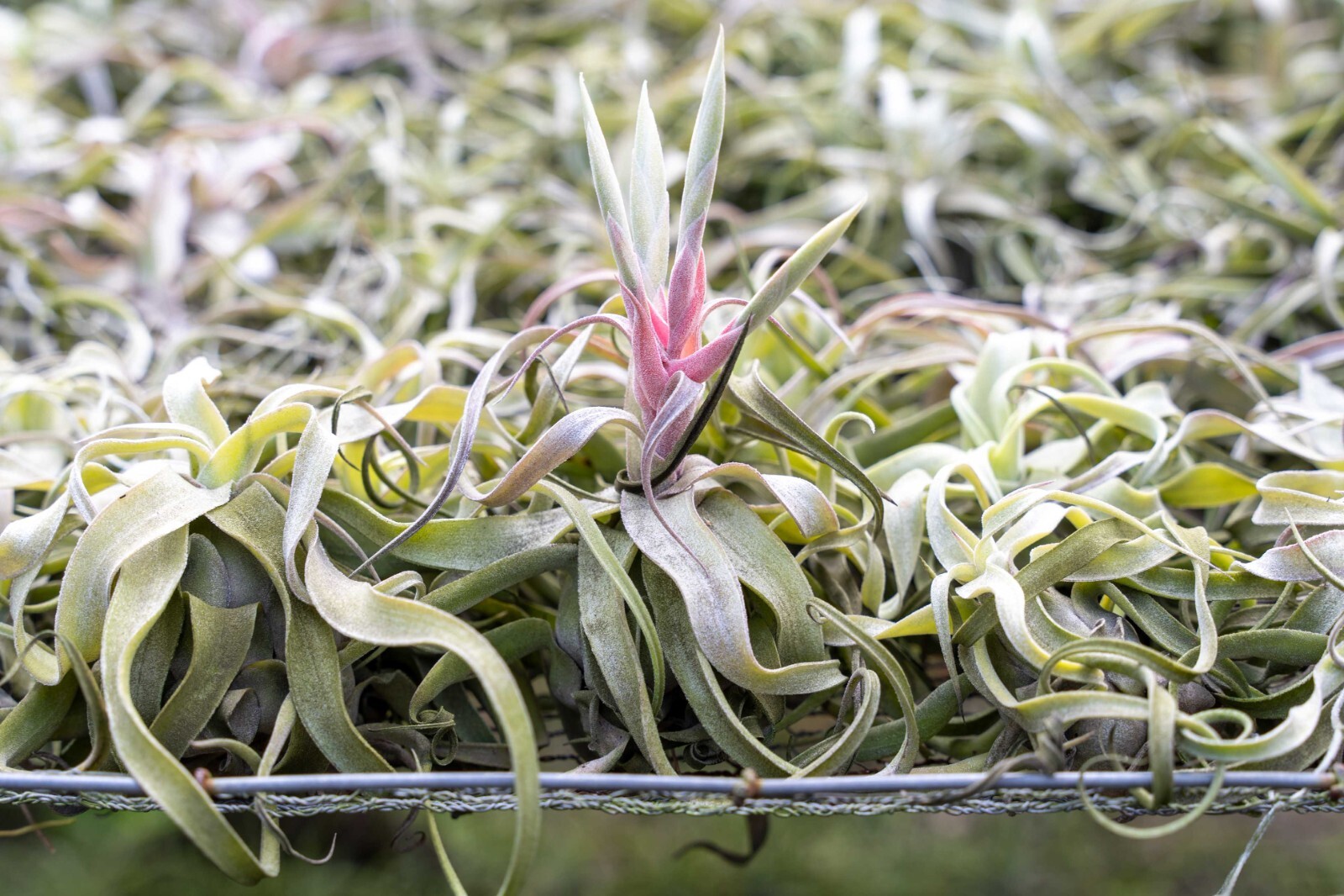 Medium Streptophylla Air Plants – Wholesale Bulk, Easy Care Indoor/Outdoor Decor