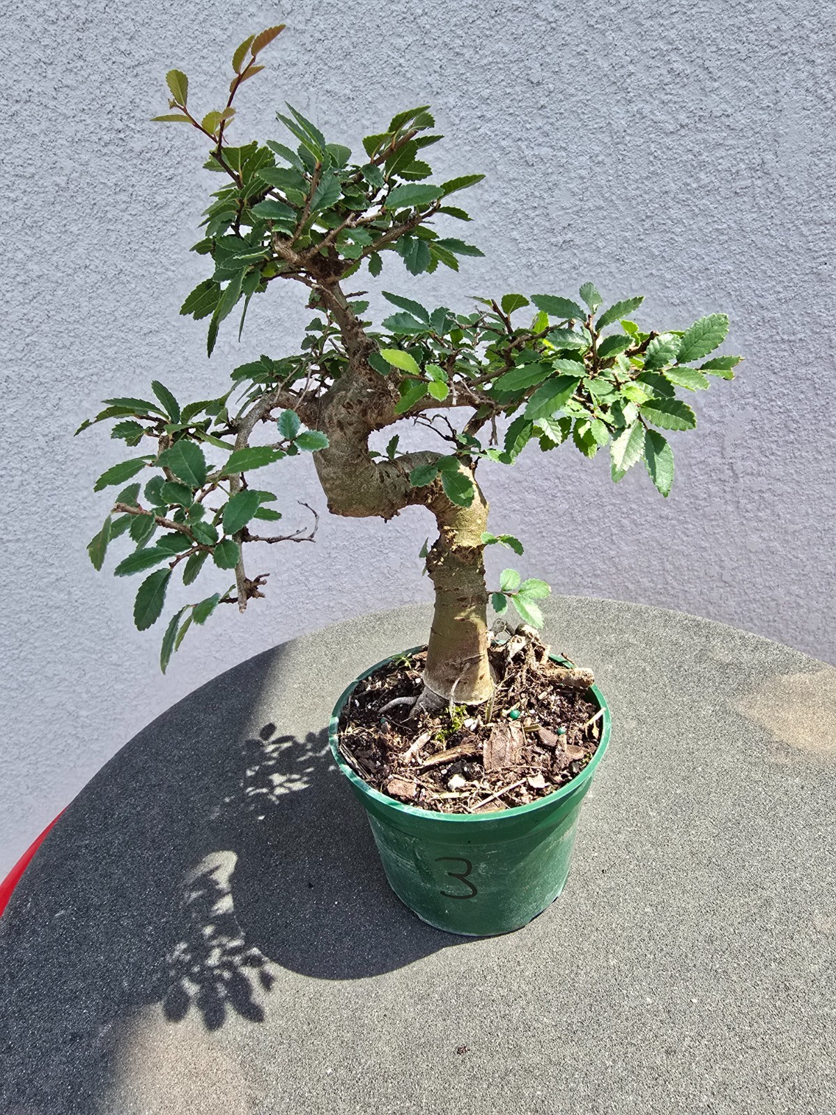 Chinese Elm pre bonsai small #3
