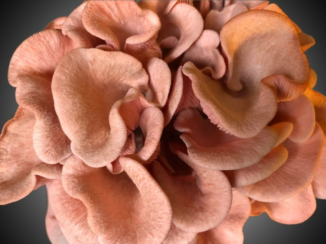 Pink Oyster Mushroom Grow Kit, Master’s Mix 5-pound block