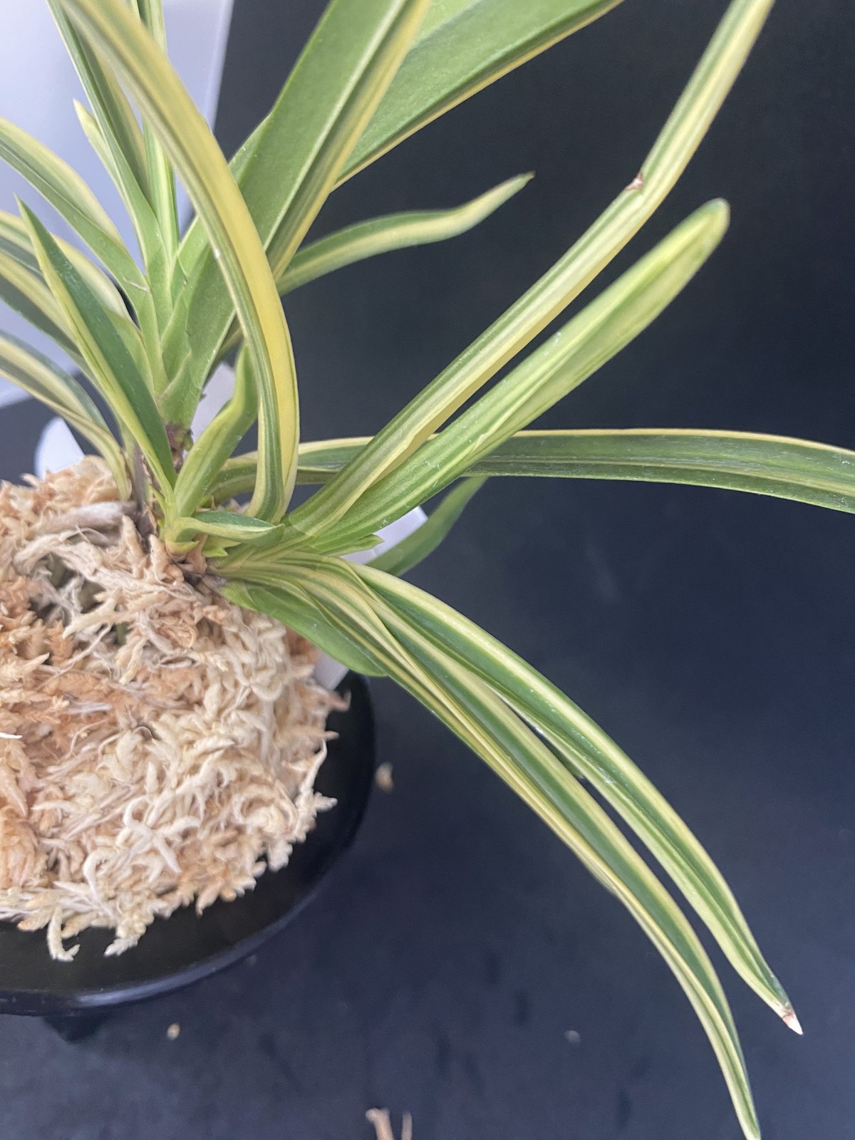 Neofinetia falcata A325DK132. KEIGA 慶賀