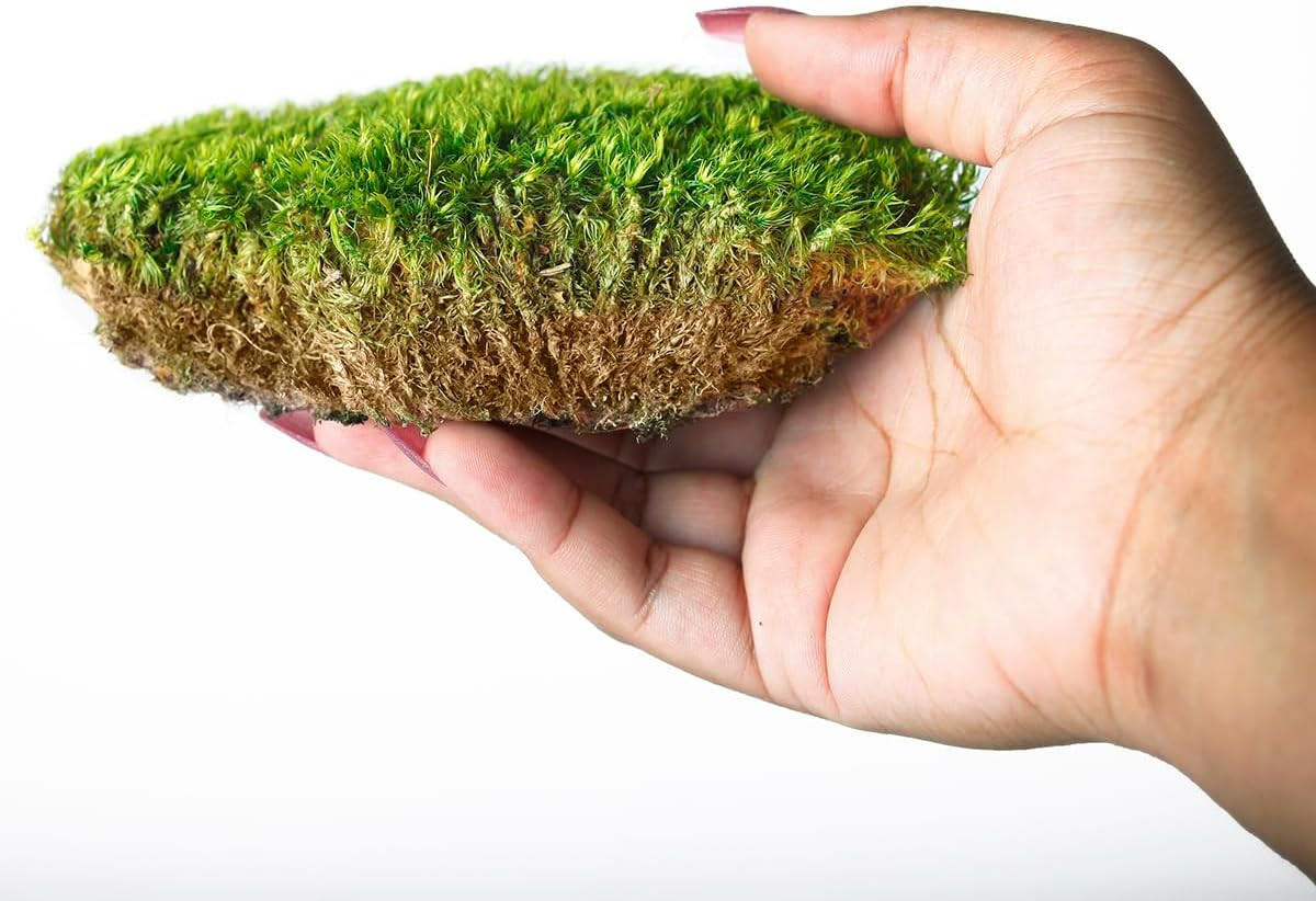 (21542) Mood Moss Preserved, Fresh Green, 4Oz