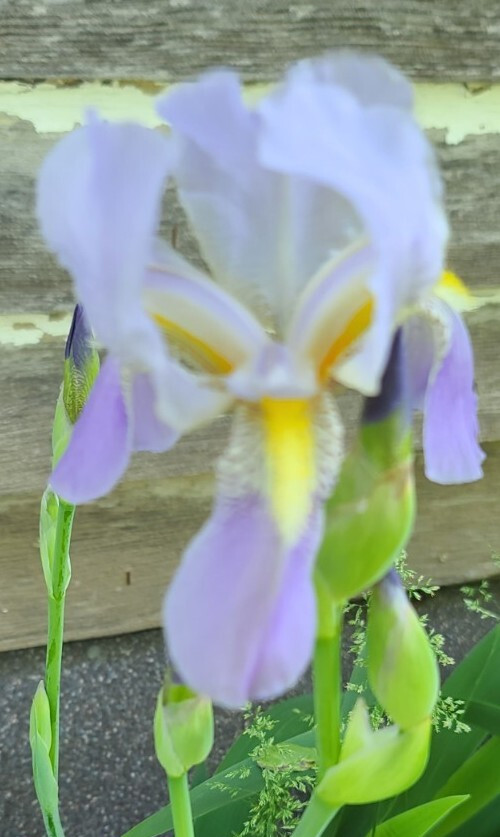 1 Early Light Purple BEARDED IRIS Rhizome Rainbow Plant Spring Garden Flower Pot