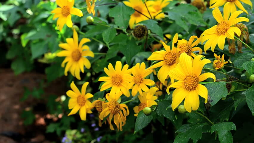 10x Clippings Mexican Sunflower, Perennial Seed, Free Shipping w Free Offer