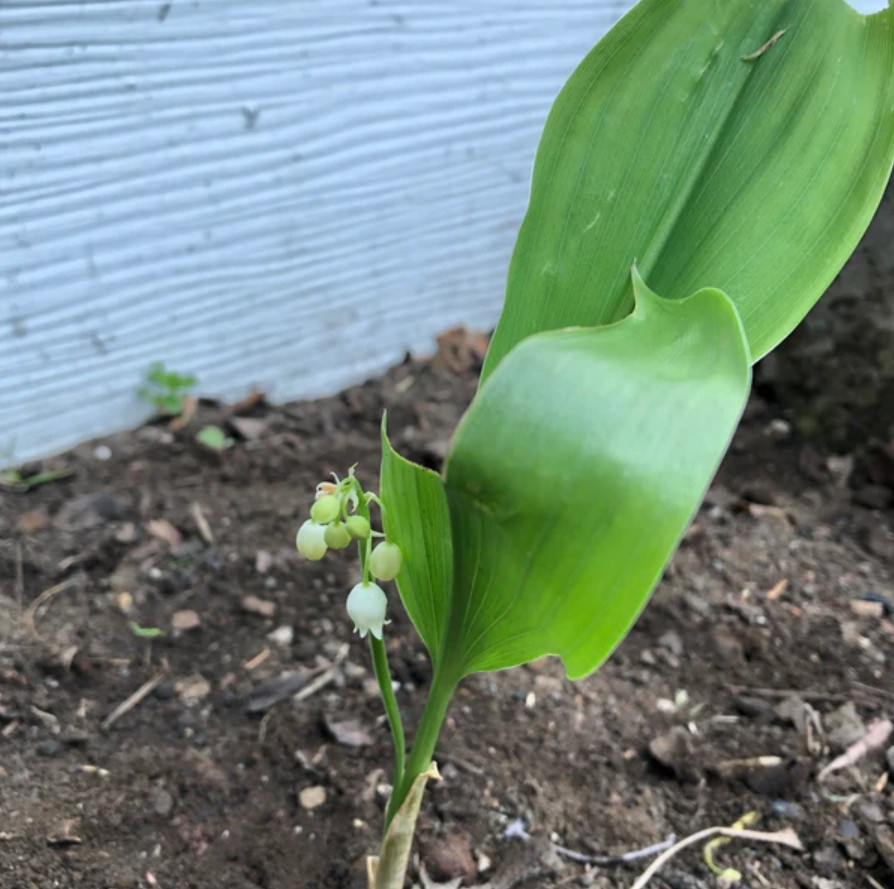 Lily of the Valley – 5 Fresh Roots – Ready for Planting – No Shipping AK, HI, PR