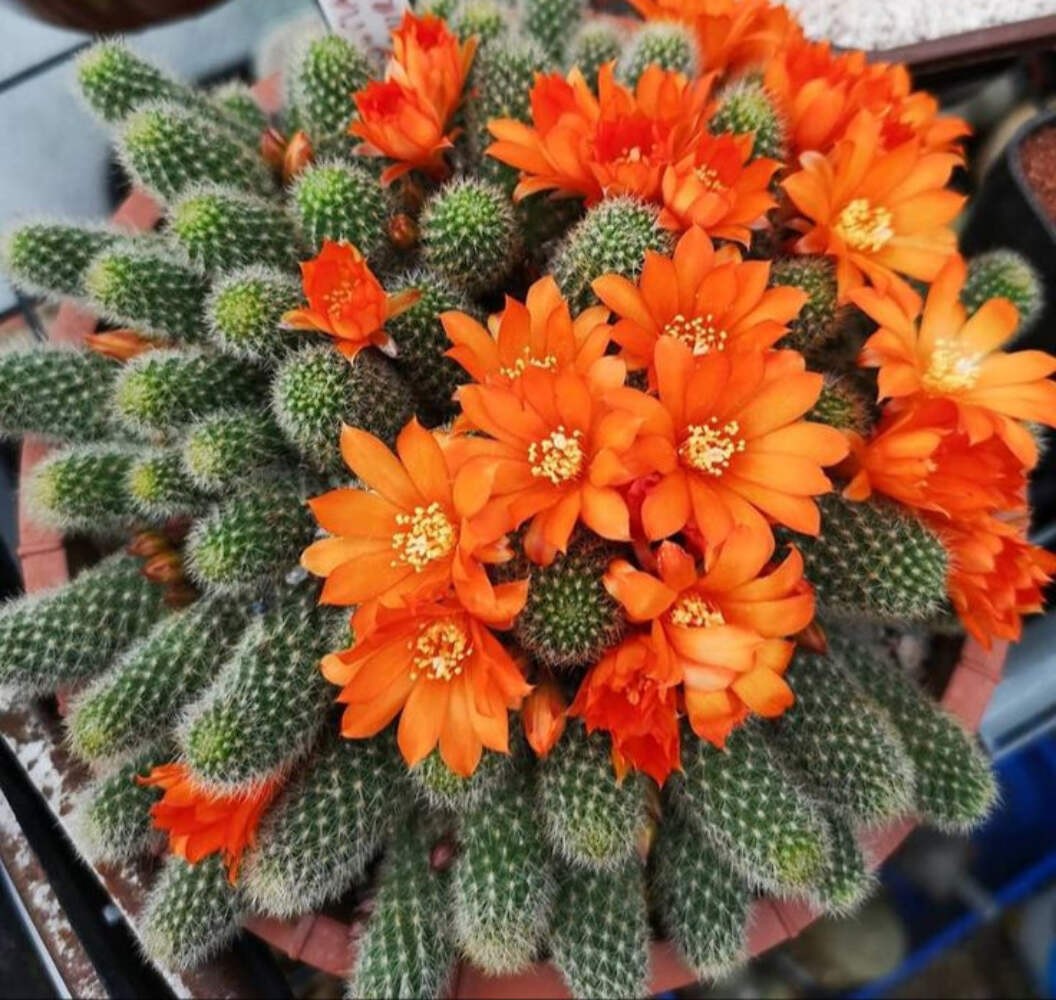 Rebutia Fabrisii Cactus – Rooted in 3.5″ Pot – Beautiful Masses Of Orange Flower