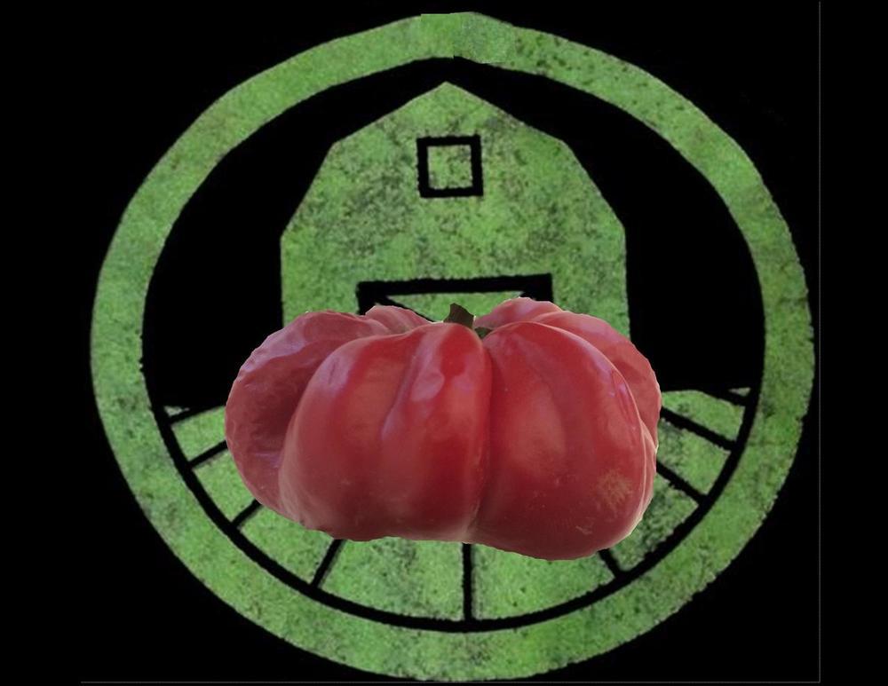 10+ Ruffled Pimento Pepper seeds (organic chili, chile) Great for Stuffing