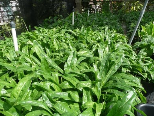 Eryngium Foetidum Plant Aromatic Herb for Latin Cuisine Organic Puerto Rico