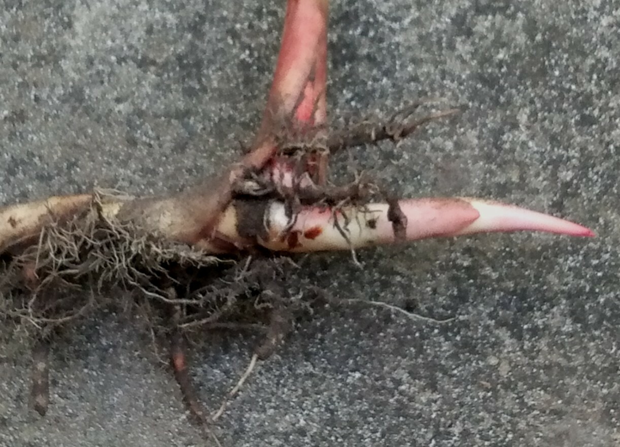 Alpinia hainanensis ginger rhizomes