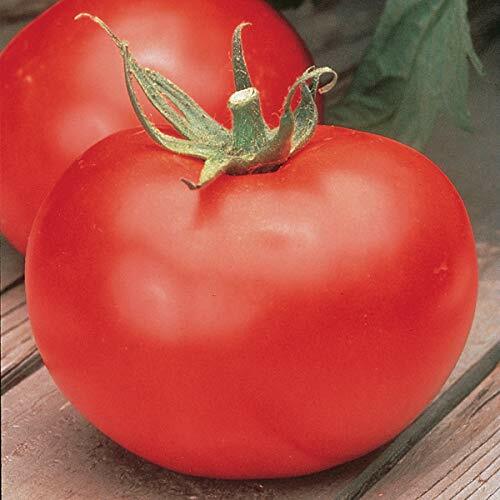 Burpee’s Big Boy Tomato Seeds (F1 Hybrid) | Non-GMO | Free Shipping | 1036